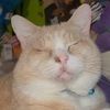 meowts